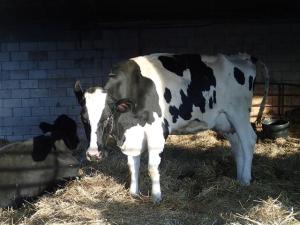 A four legged ice cream maker