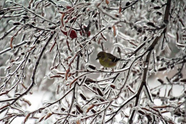 ice goldfinch edited