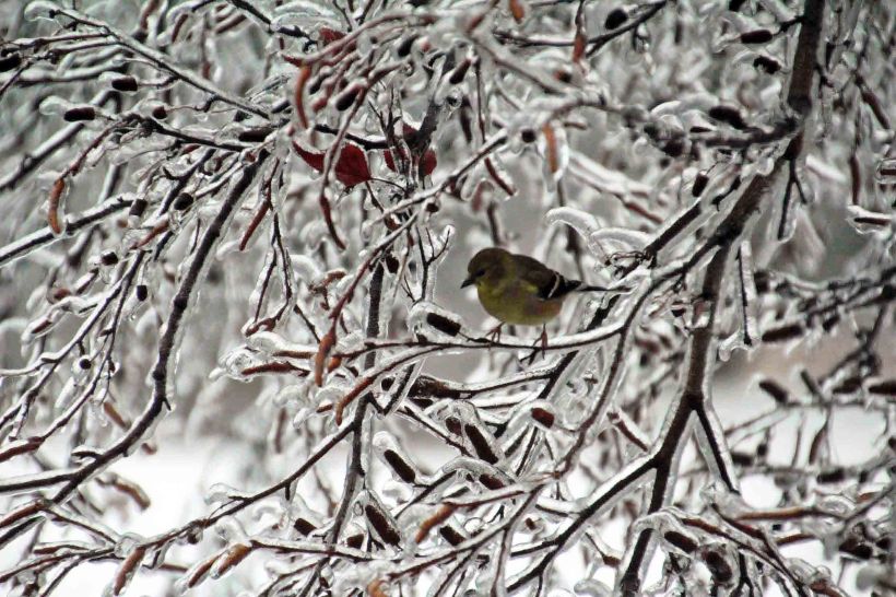 ice goldfinch edited