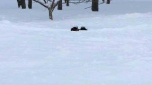 1549258_203810436487951_285834668_n