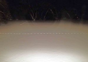 Tracks of something hungry.