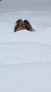 1504059_203464459855882_1482262602_n