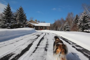 The only spot to play is the driveway!