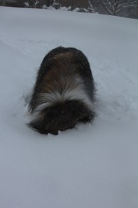 I don't see any snow Mama!