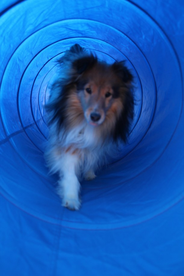 Love my tunnel!  Got a treat?