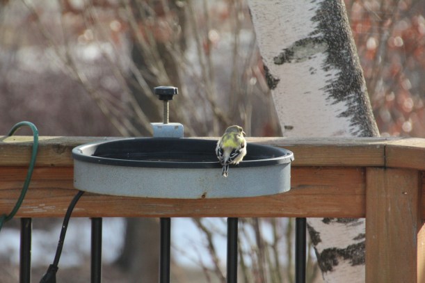 They are turning yellow!