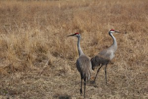 Imported Photos 00595