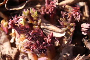 Imported Photos 00677