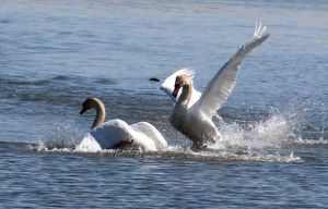 swan fight 1