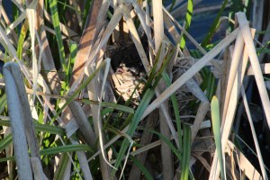 Do you see the mama?