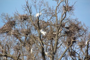 This is a really really big nursery.