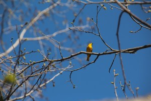 Does anyone know what this bird is?