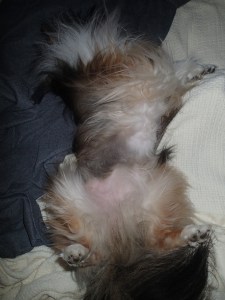 Tummy fur growing in.