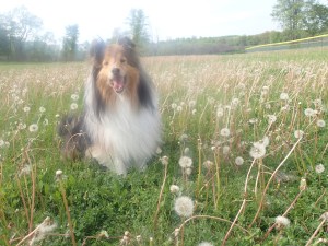 My field of yellow flowers..ummm...