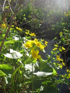 Marsh marigold glow