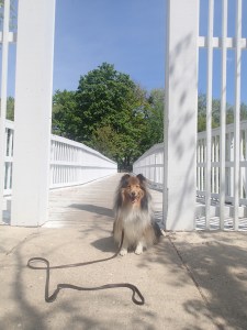 The princess goes to the library.