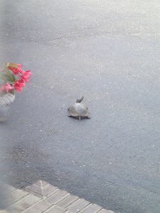 Wandering off to look for better places.