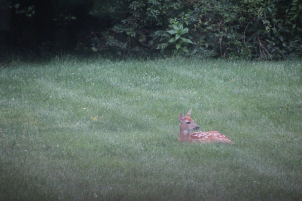 Imported Photos 01451