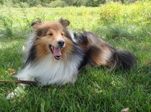 Soaking up a little shade on my walk today.