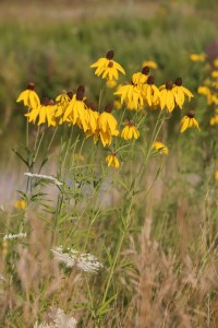 Also pretty. And not invasive.