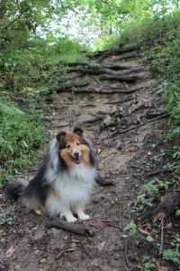 I'm a mountain climbing doggy!