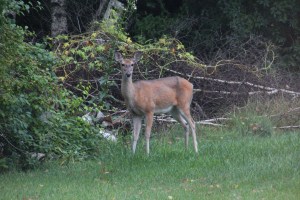 Imported Photos 01577