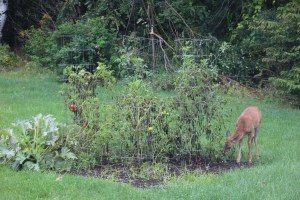 Imported Photos 01578