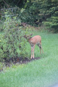 Imported Photos 01588