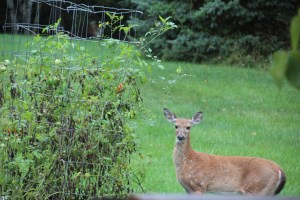 Imported Photos 01591