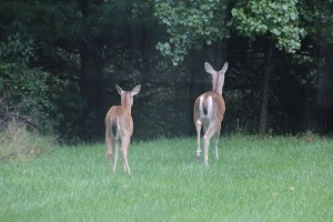 Imported Photos 01593