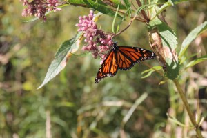 Imported Photos 00577