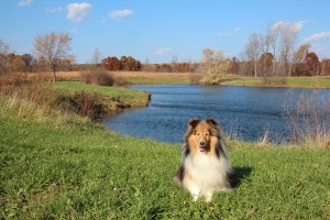 See?  This is my pond!