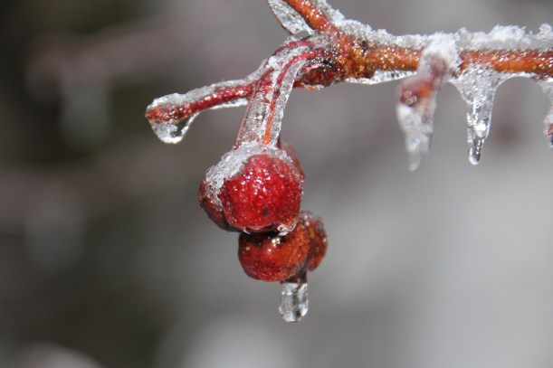 Abundance of deer food.