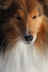 Princess poses in the sun.