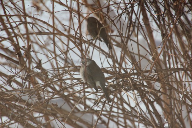 Hunkered down like the juncos.
