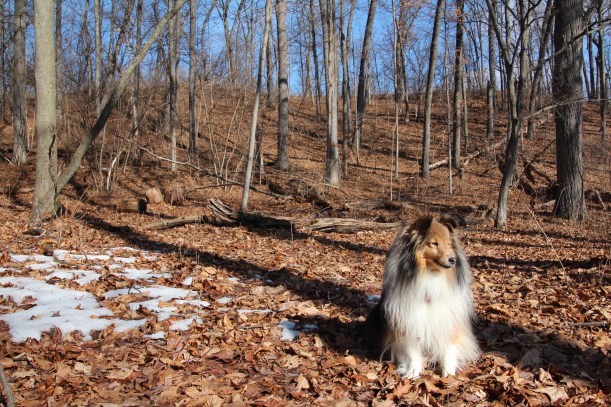 I climbed to the top!