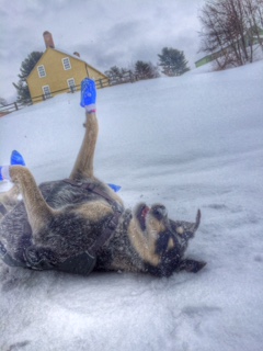 Norwood makes a snow angel.