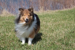 Sharing my park with all of you.