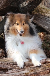 Hey mama! I'm stuck behind this big log!