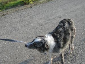 Boost plays with her leash in 2011.