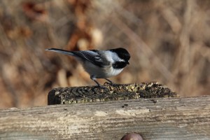 Imported Photos 00592