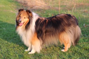 Golden sun on my golden coat.