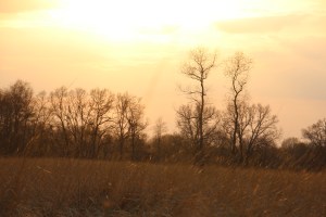 At my park last night.
