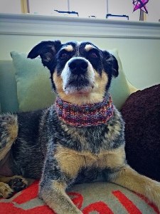 Photo of Dude by Debi his mom.