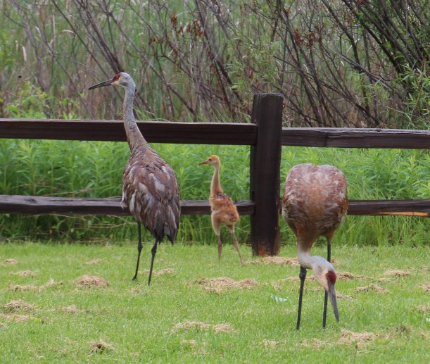 cropped sandhill crane baby