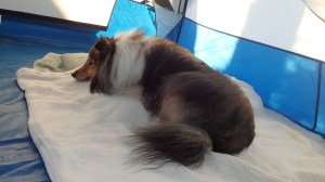 Mama made me a bed out of her pillows.