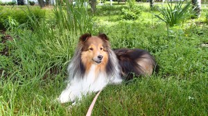 Yep that's supposed to be a garden back there.