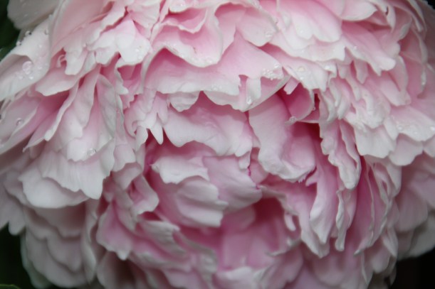 Peony in pink.