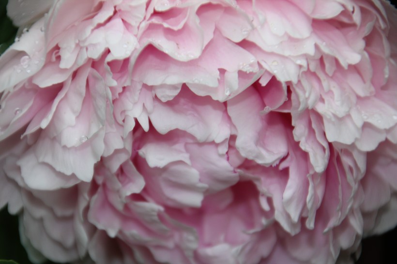 Peony in pink.