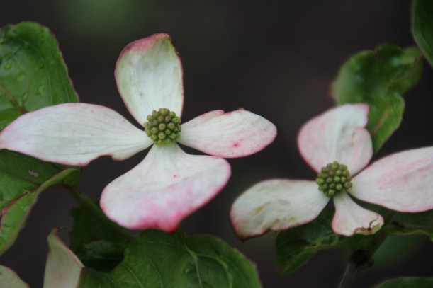 Dogwood in morning.